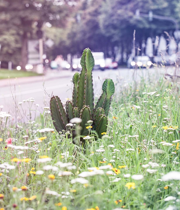 Migration | Fremde Pflanzen Migration | Alien plants
